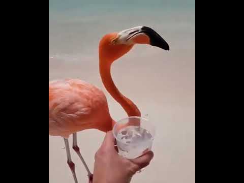 Flamingos on the beach! 🏝 Thirsty in Aruba, Caribbean sea